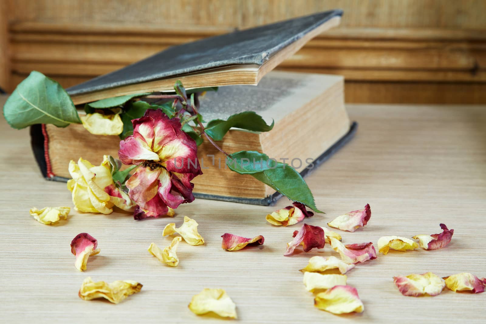 Dry rose and the old book on a table