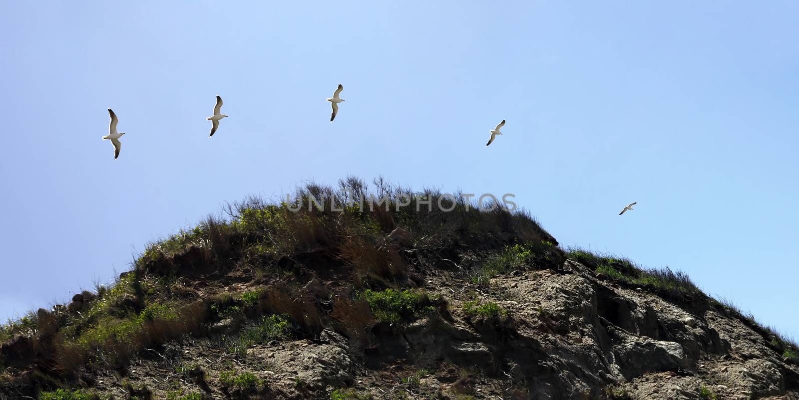 Stitched time lapse panoramic view of a flying seagull as spotted on the coast of Block Island located in Rhode Island USA.