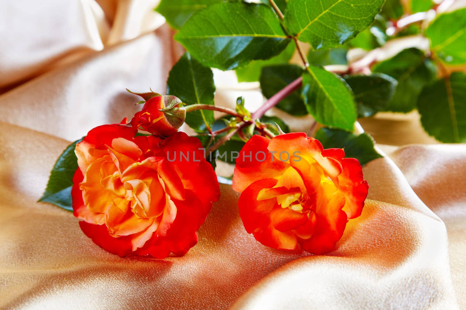 Red roses on a golden fabric