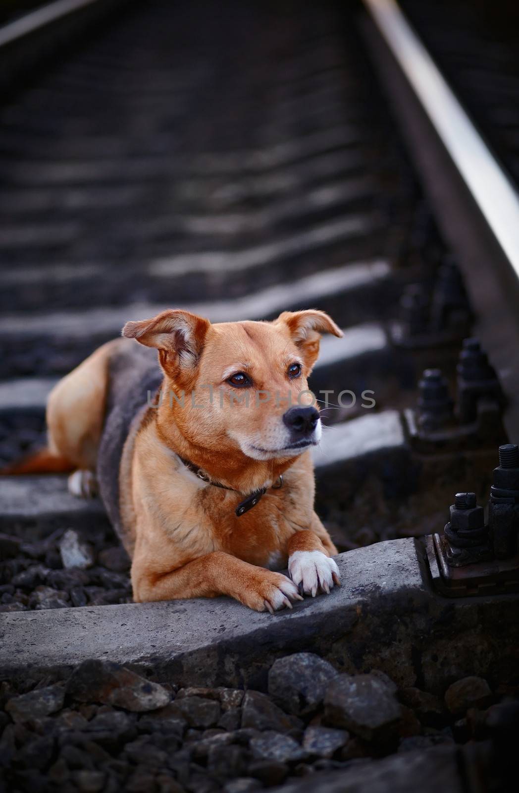 Grieving dog. The lost dog. Sad dog on rails. Not purebred dog. The large not purebred mongrel. Dog and railroad.