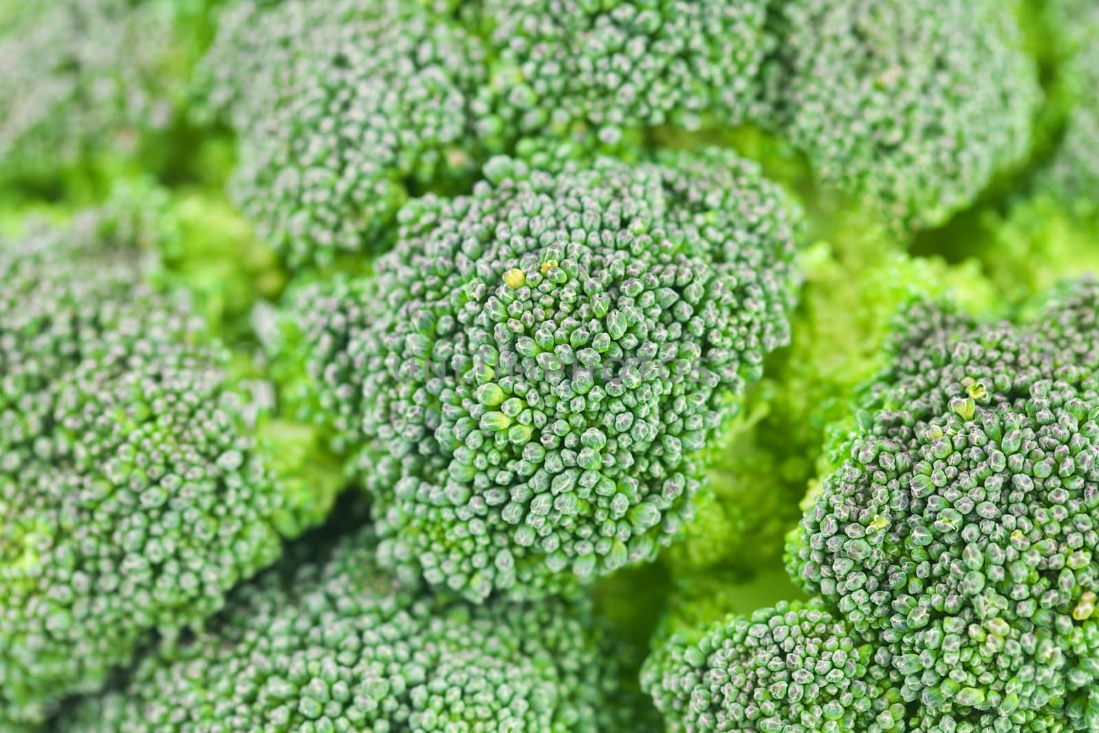 background of juicy green broccoli  by jannyjus