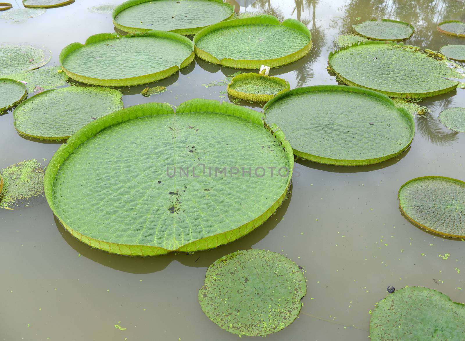 Huge floating lotus,Giant Amazon water lily,Victoria amazonia