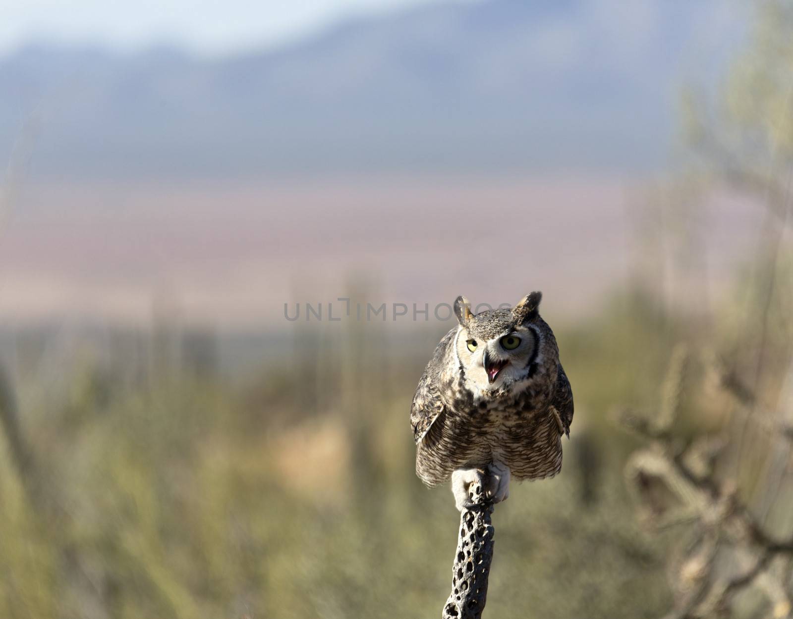 Owl perches on dried cholla branch at Arizona-Sonora Desert Museum