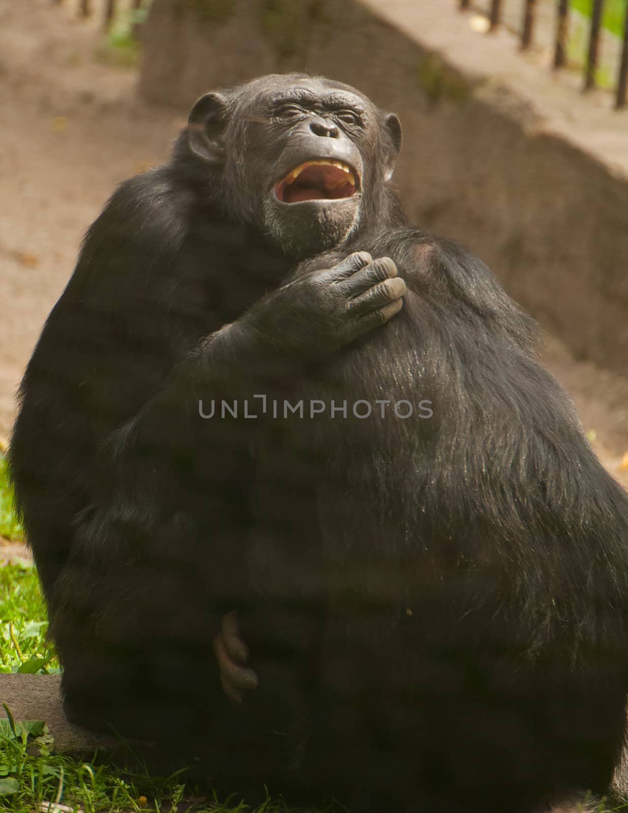 Chimpanzee by Gucio_55