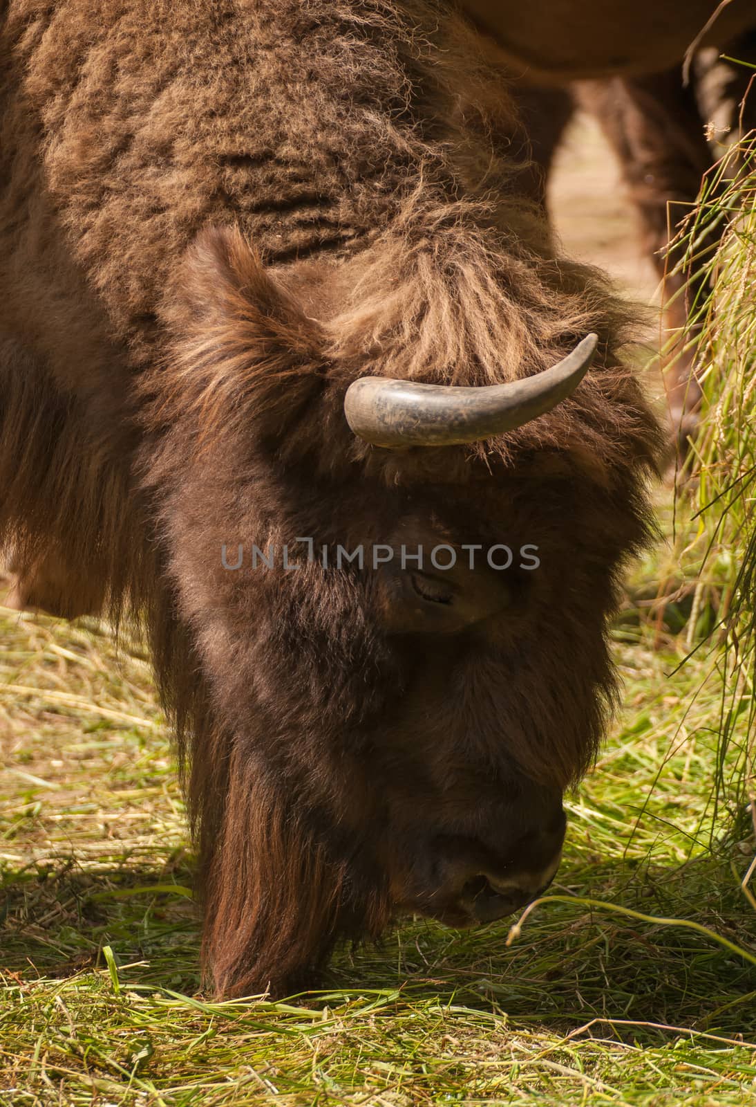 Bison bonasus by Gucio_55