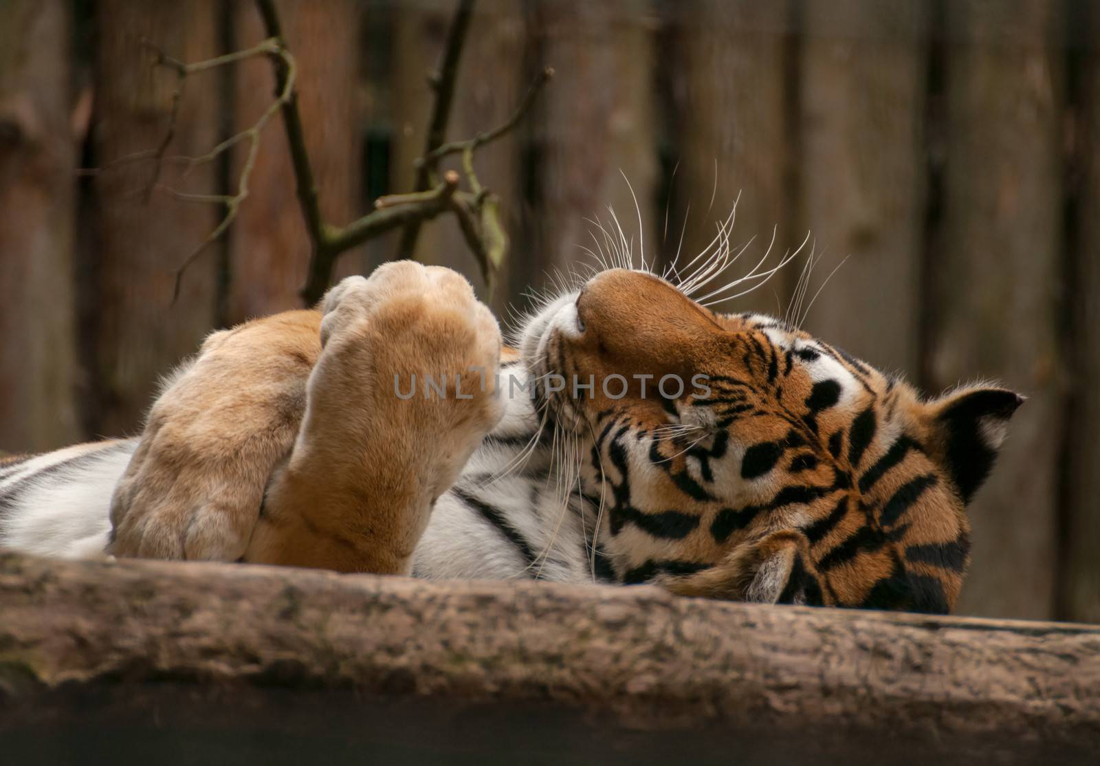 Panthera tigris by Gucio_55