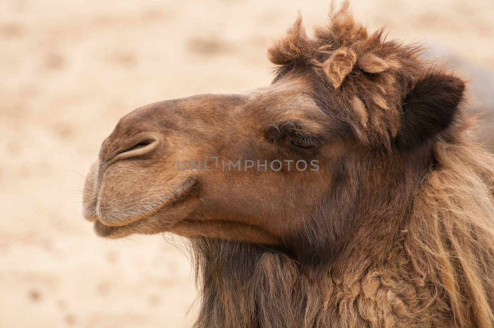 Camelus by Gucio_55