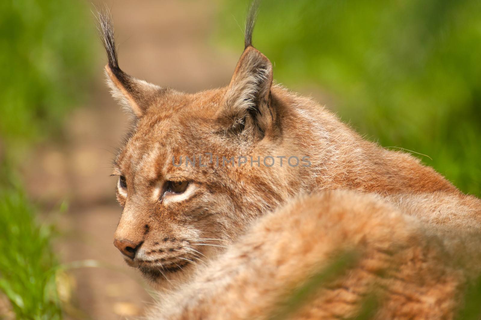 Lynx lynx by Gucio_55