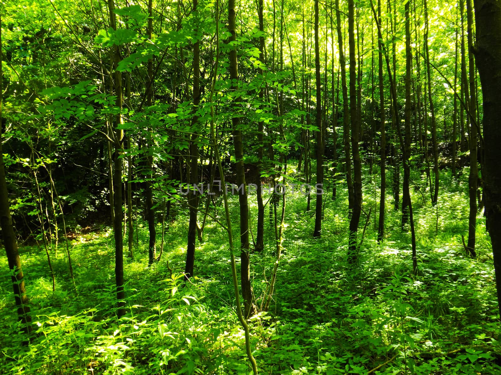 a mixed forest on a mountain.