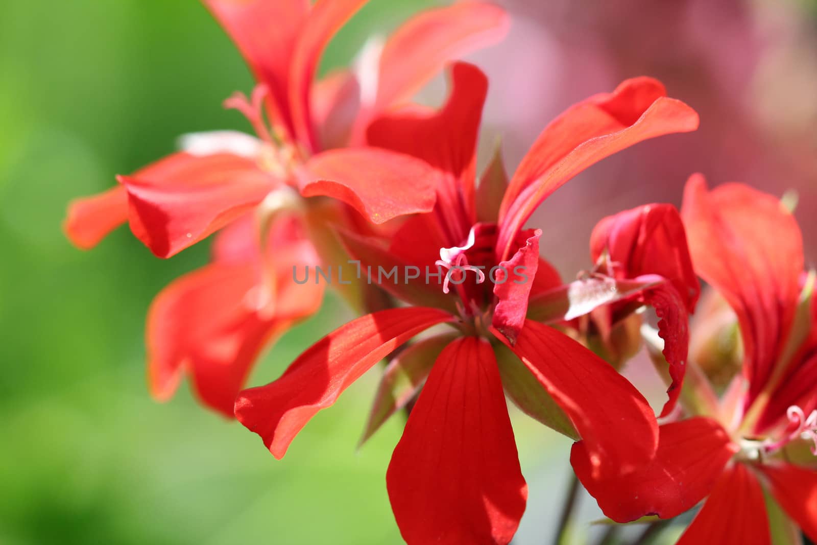 red flower close up nature background by goce