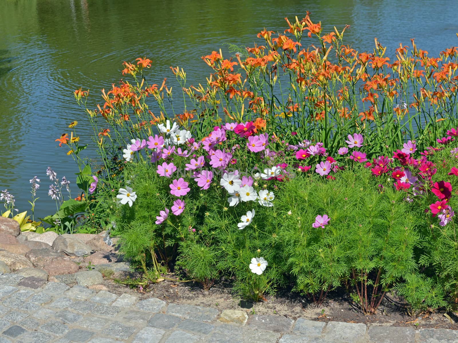 Blooming flowers on the coast of small lake.