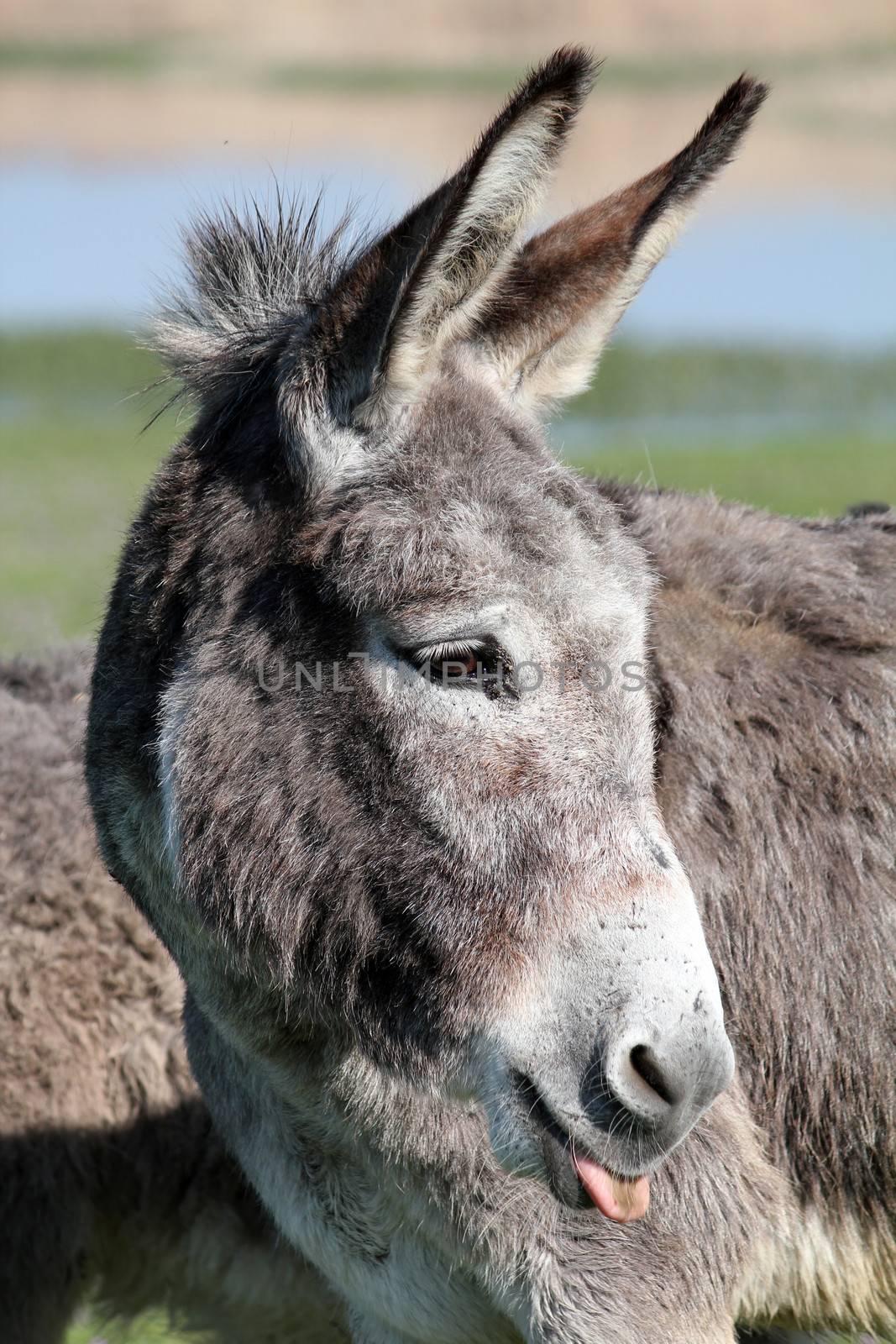 donkey puts out a tongue portrait 