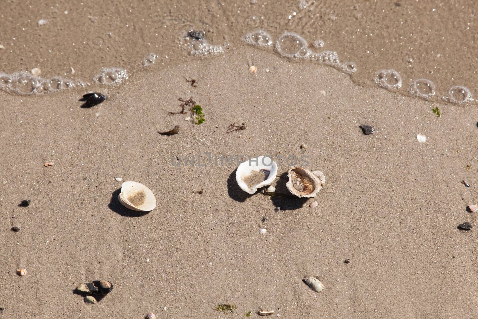 Assorted shells on brown beach sand washed out by ocean.