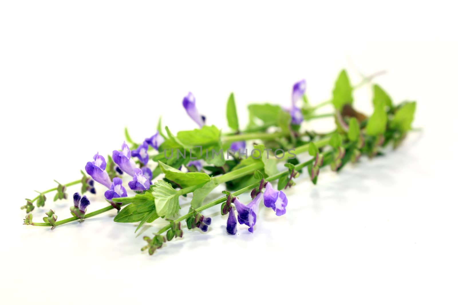 the flowers and leaves of the Chinese plant Ban Zhi Lian