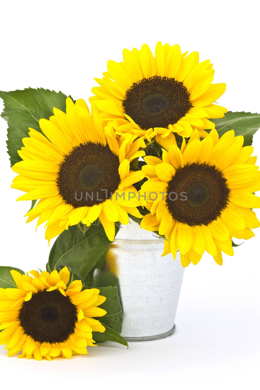 Beautiful sunflower bouquet in a bucket (Helianthus)