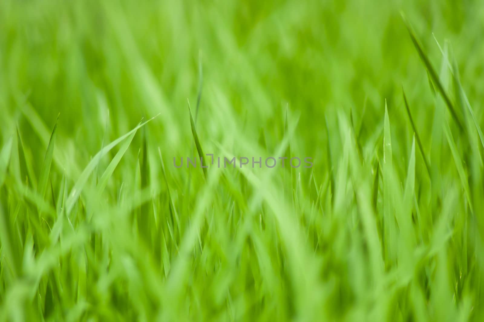 Defocus of rice field