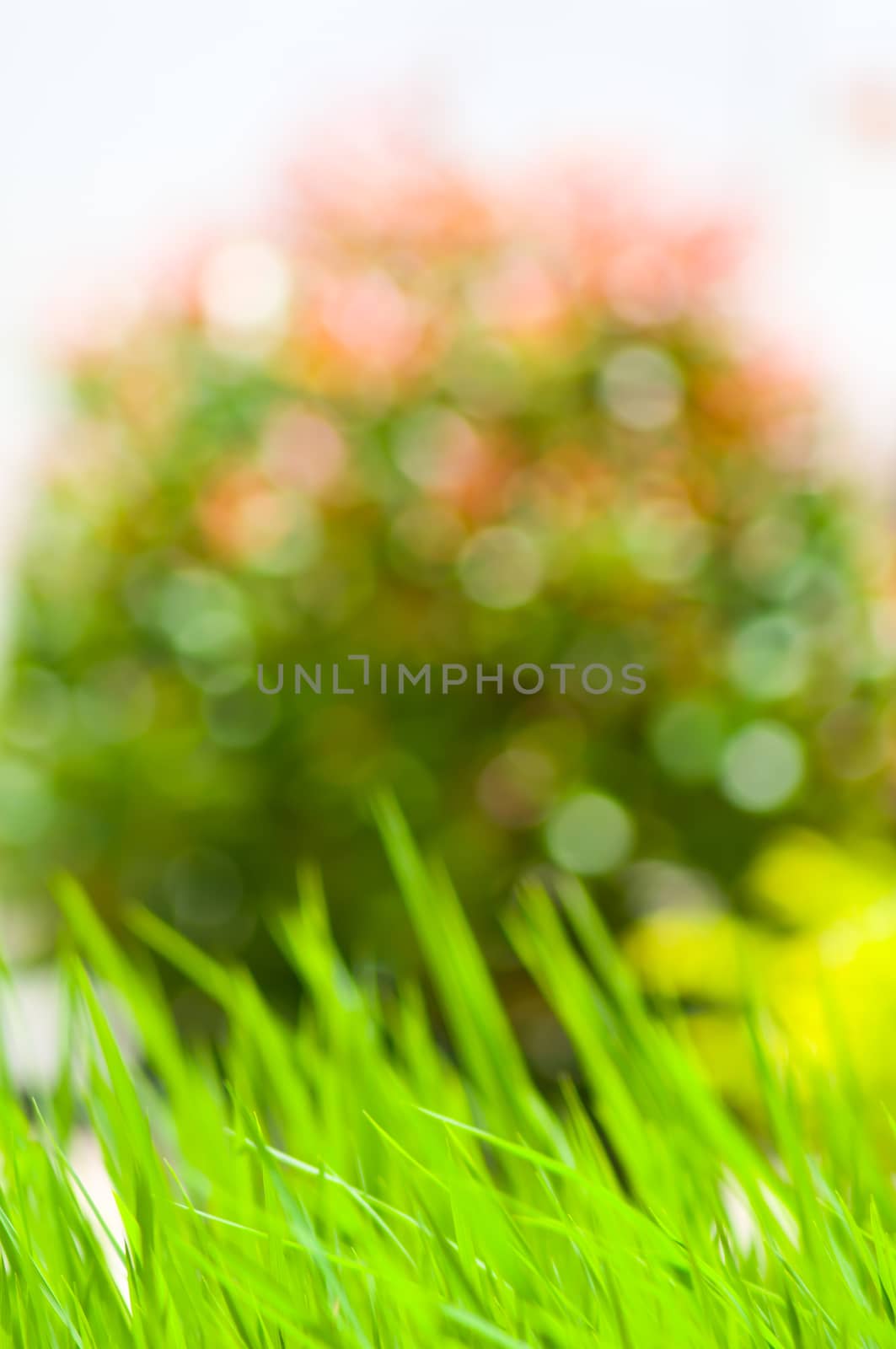 Rice field with bokeh light by buffaloboy