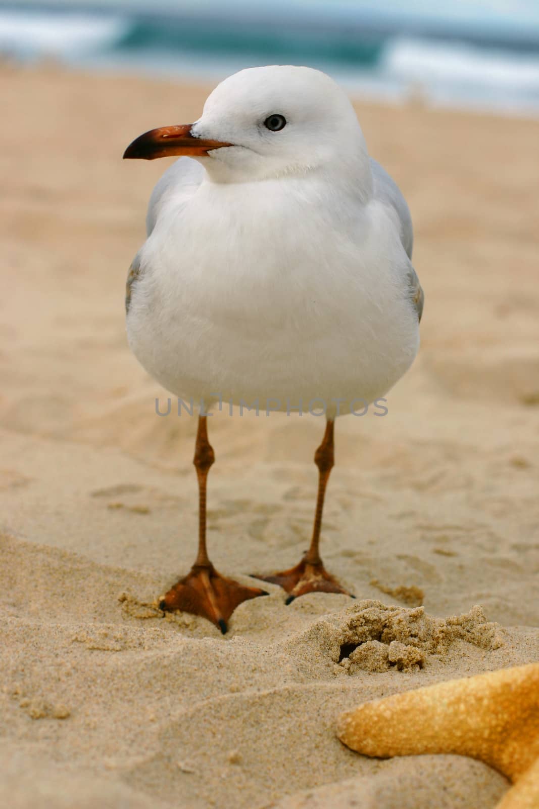 Australian seagull walking on a sandy beach