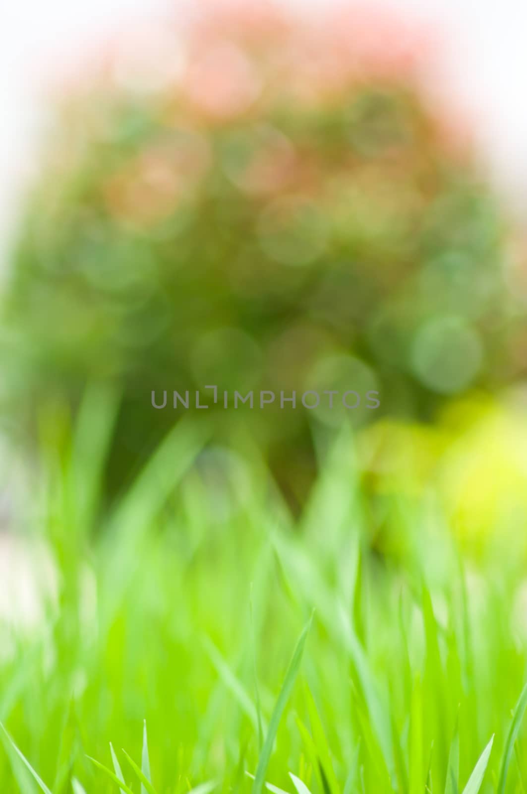 Rice field with bokeh light by buffaloboy