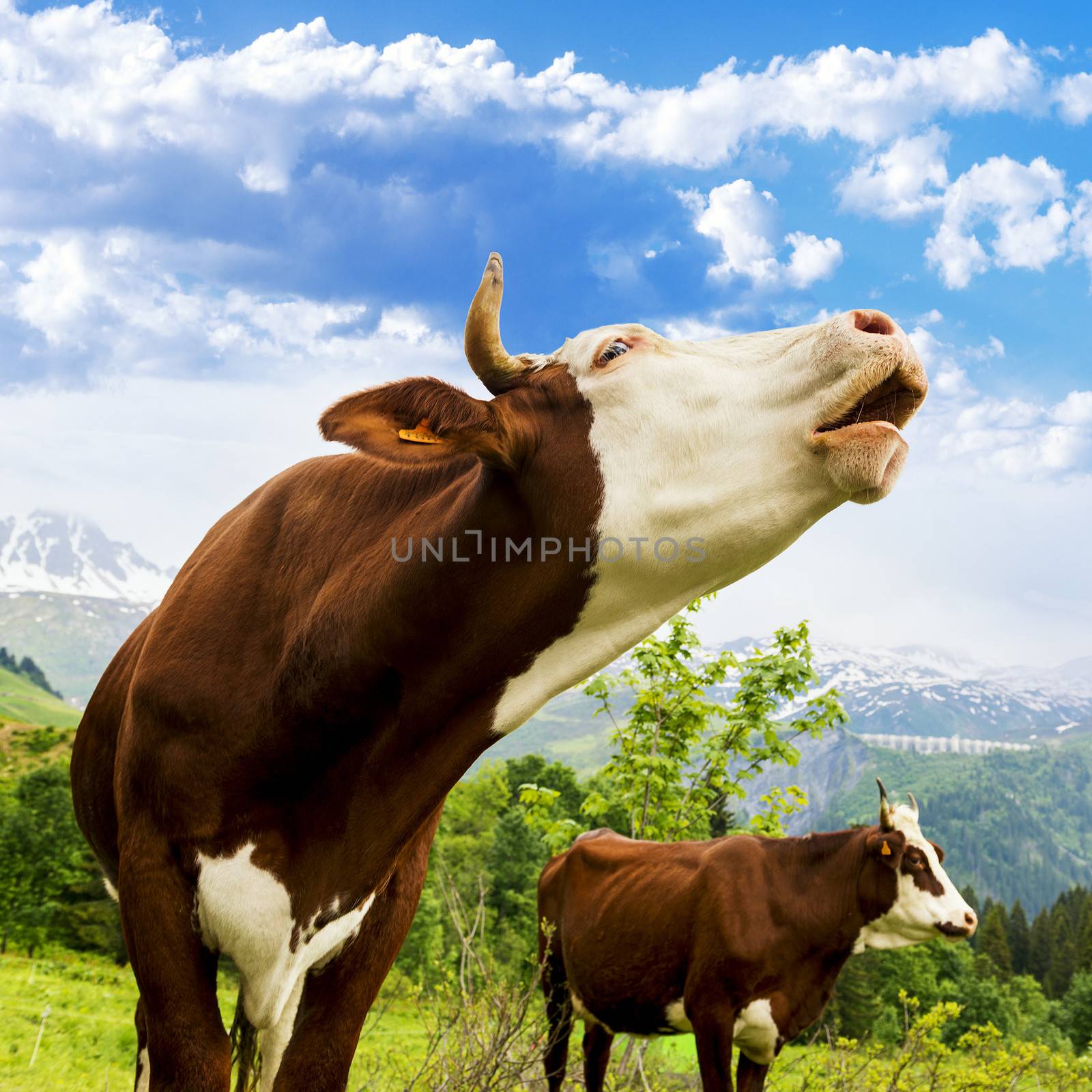 Alpine cow by ventdusud