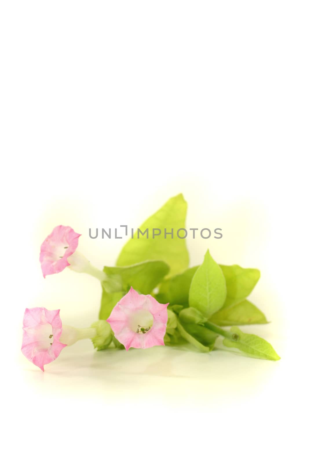 fresh tobacco plant with leafs and blossoms on a light background