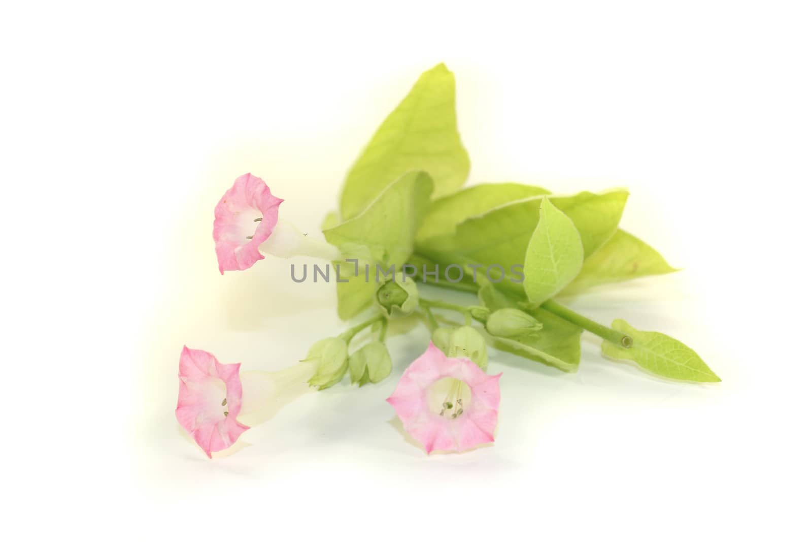 tobacco plant with green leafs and pink blossoms on a light background