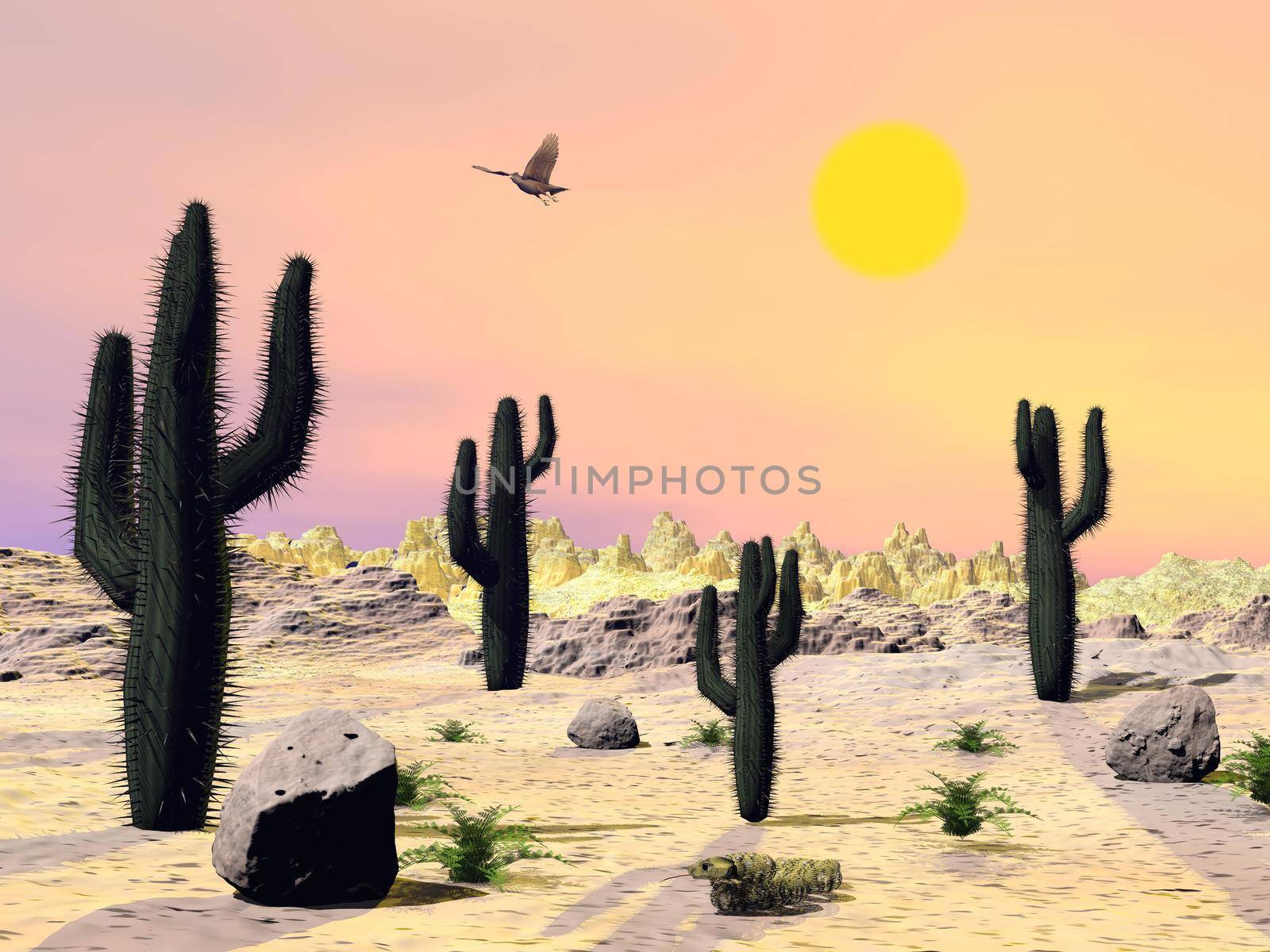 Cactus and stones in the desert with eagle flying by beautiful sunset