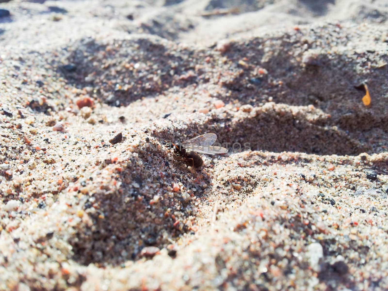 A fly ant is wondering about in sand dunes