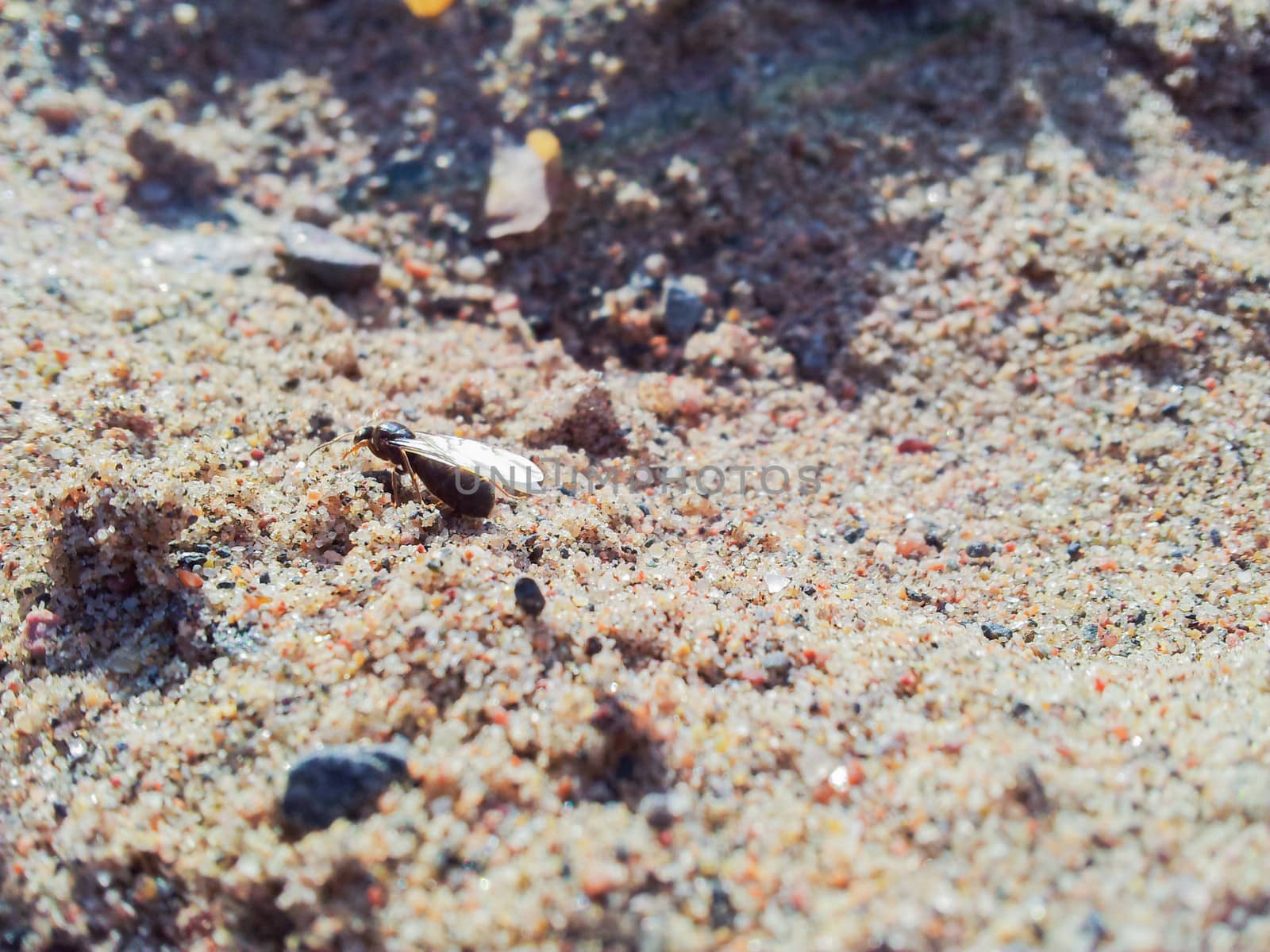 A fly ant is wondering about in sand dunes