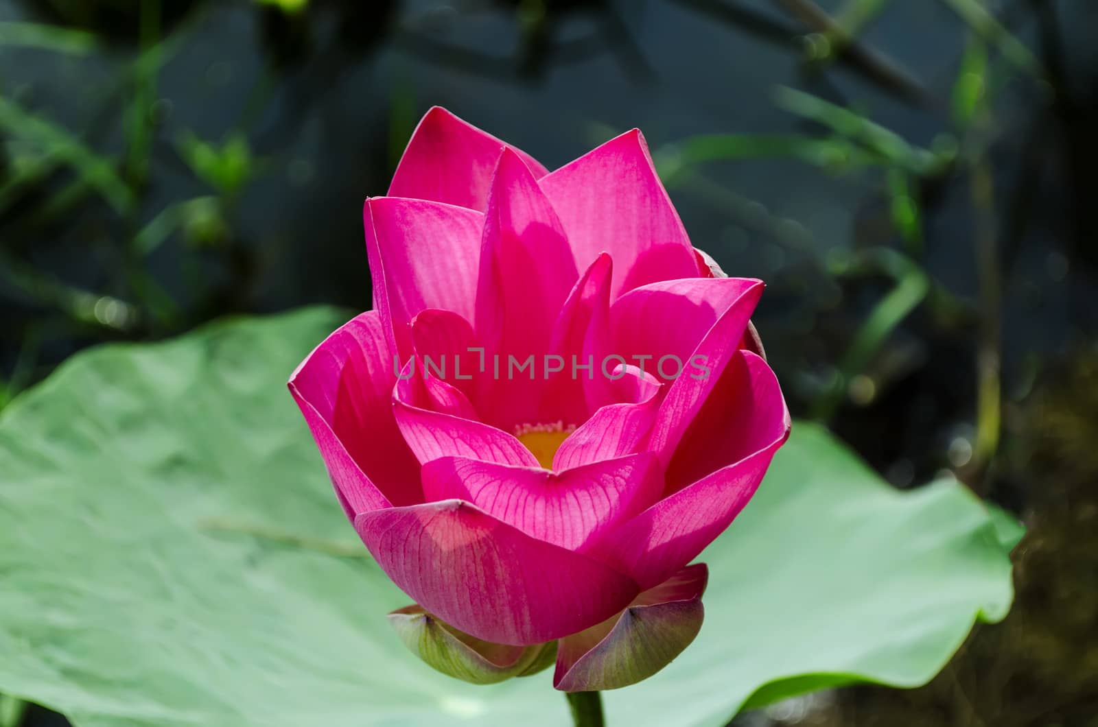 Glowing Lotus. Binh Thuan province of Vietnam.