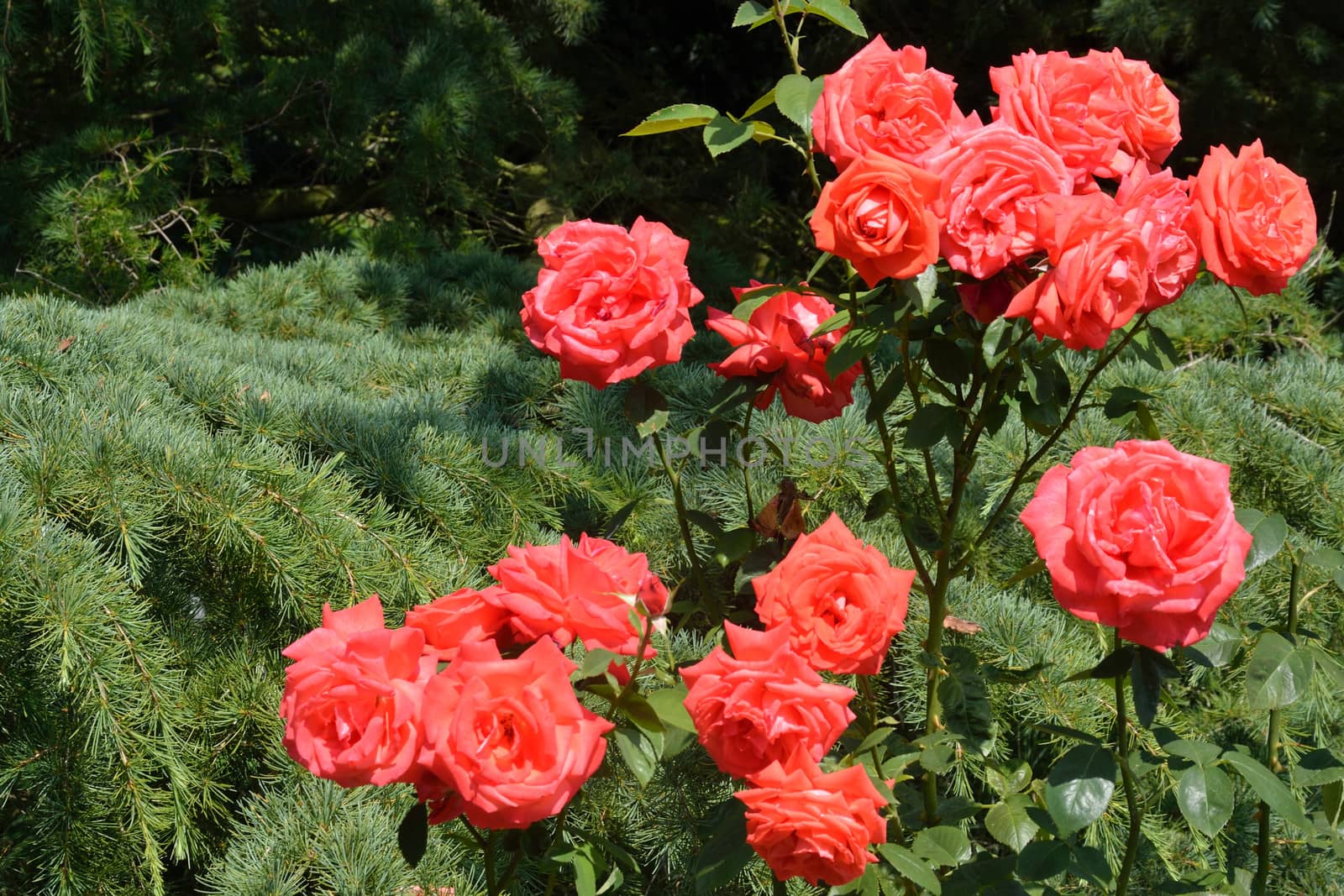 Red roses in garden