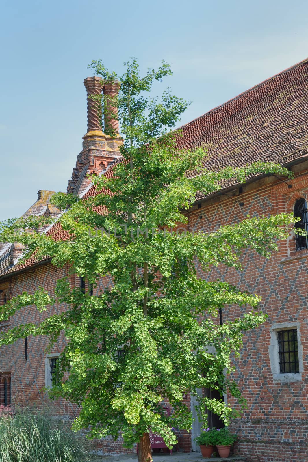 Exterior of Elizabethan cottage with tree
