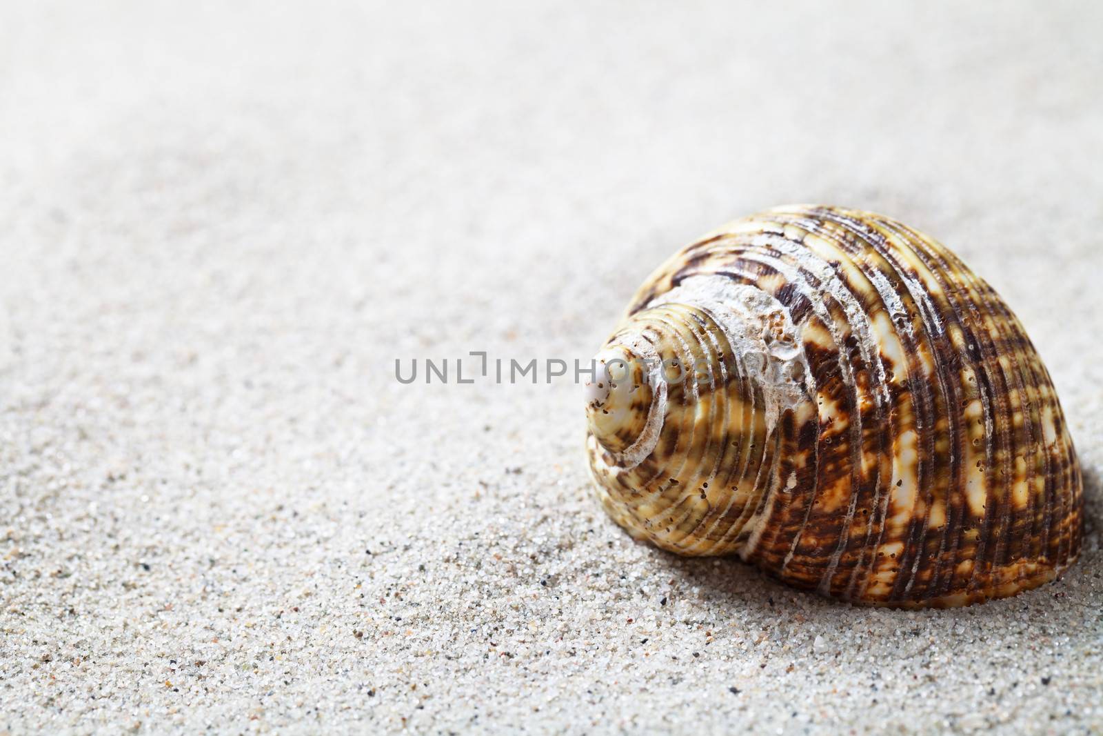 Sand And Shell by bozena_fulawka