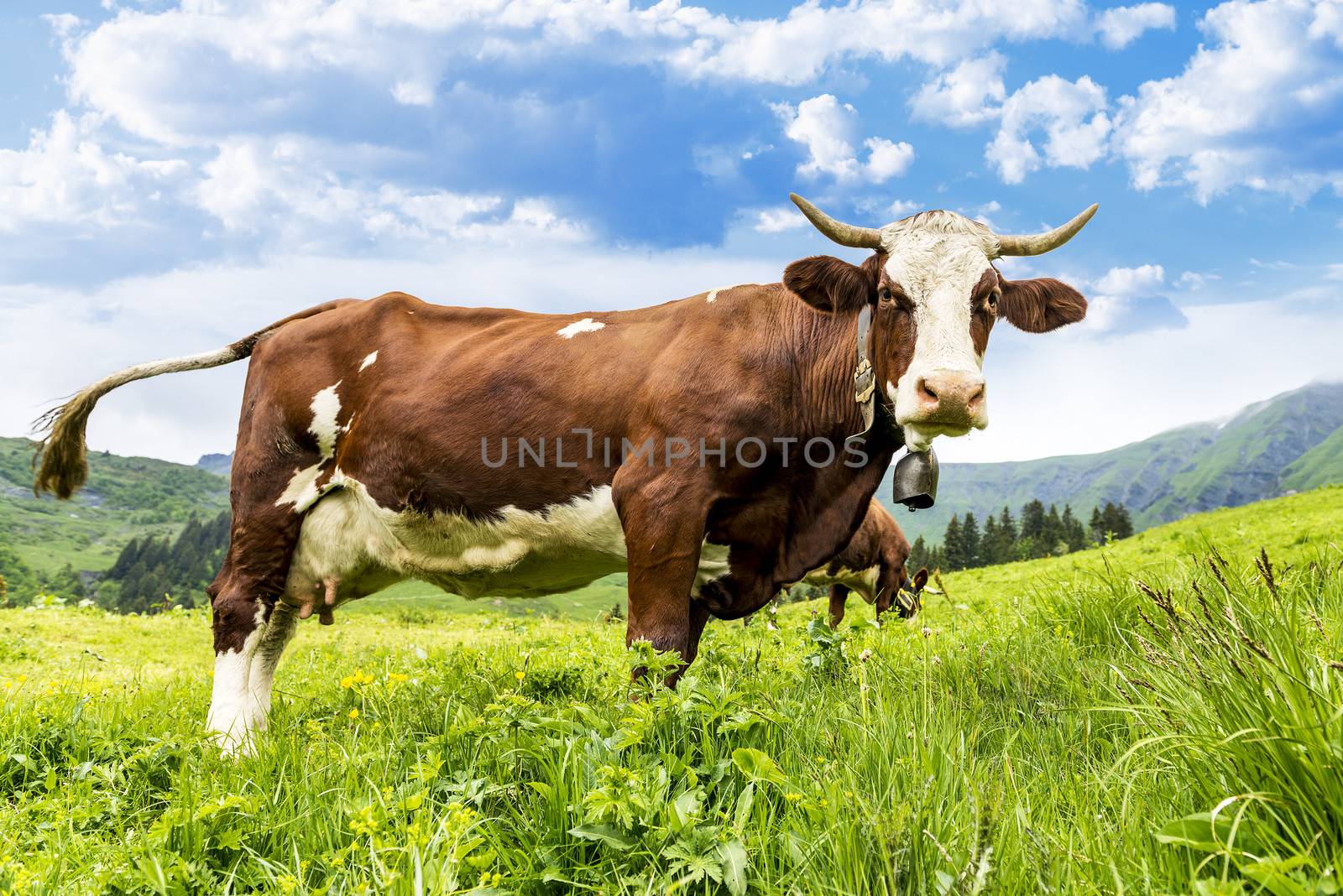 Cow, farm animal in the french alps, Abondance race cow, savy, beaufort sur Doron