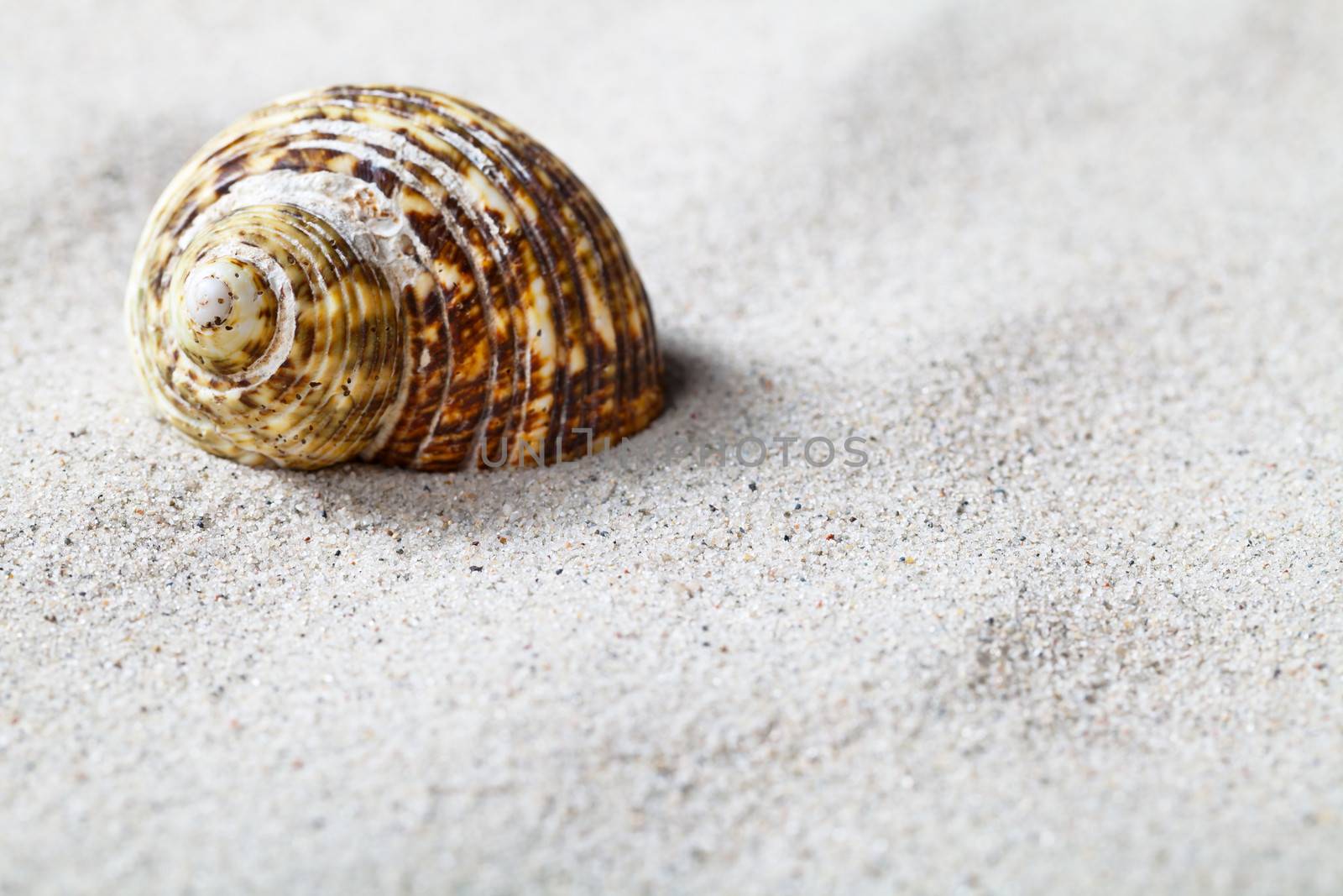 Seashell on sand background. Beach concept with copy space. Macro shot