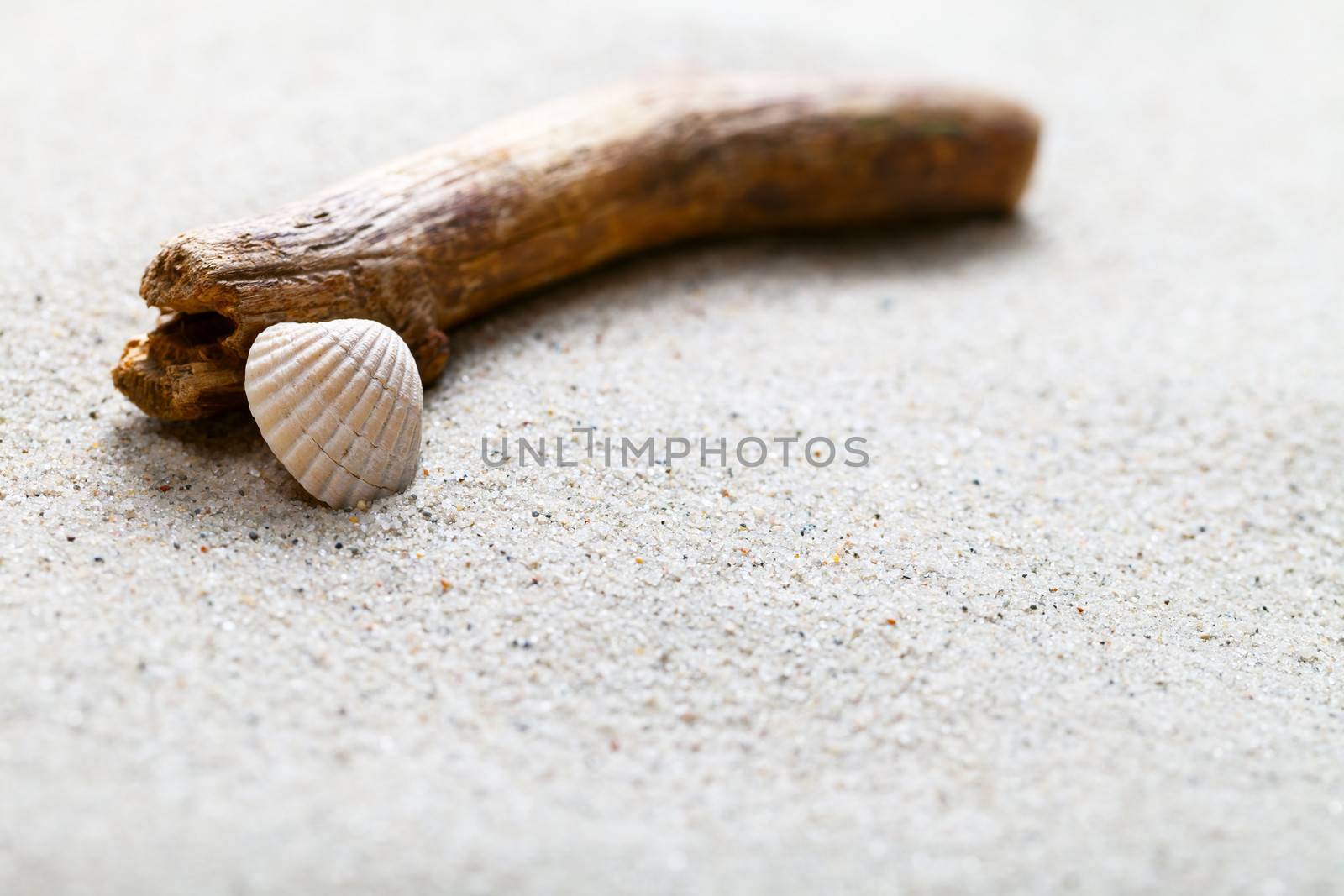 Sandy beach with shell and twig. Summer sand background concept. Copy space. Macro shot