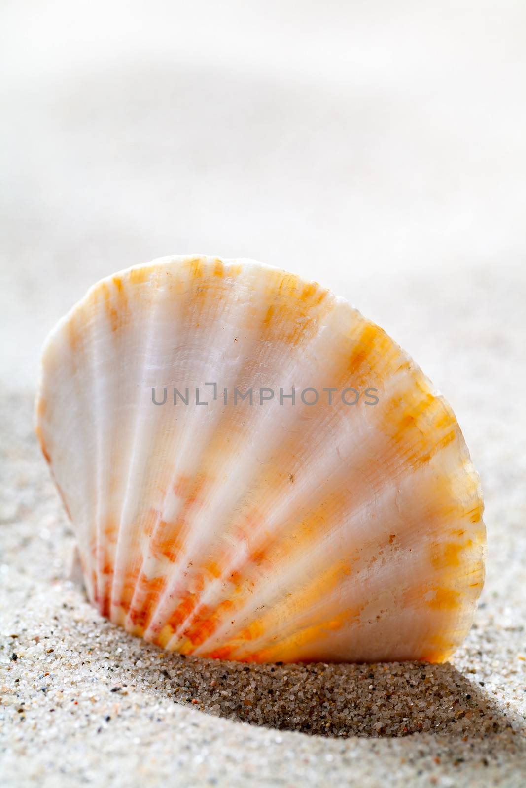 Seashell on beach background. Summer concept with copy space. Macro shot