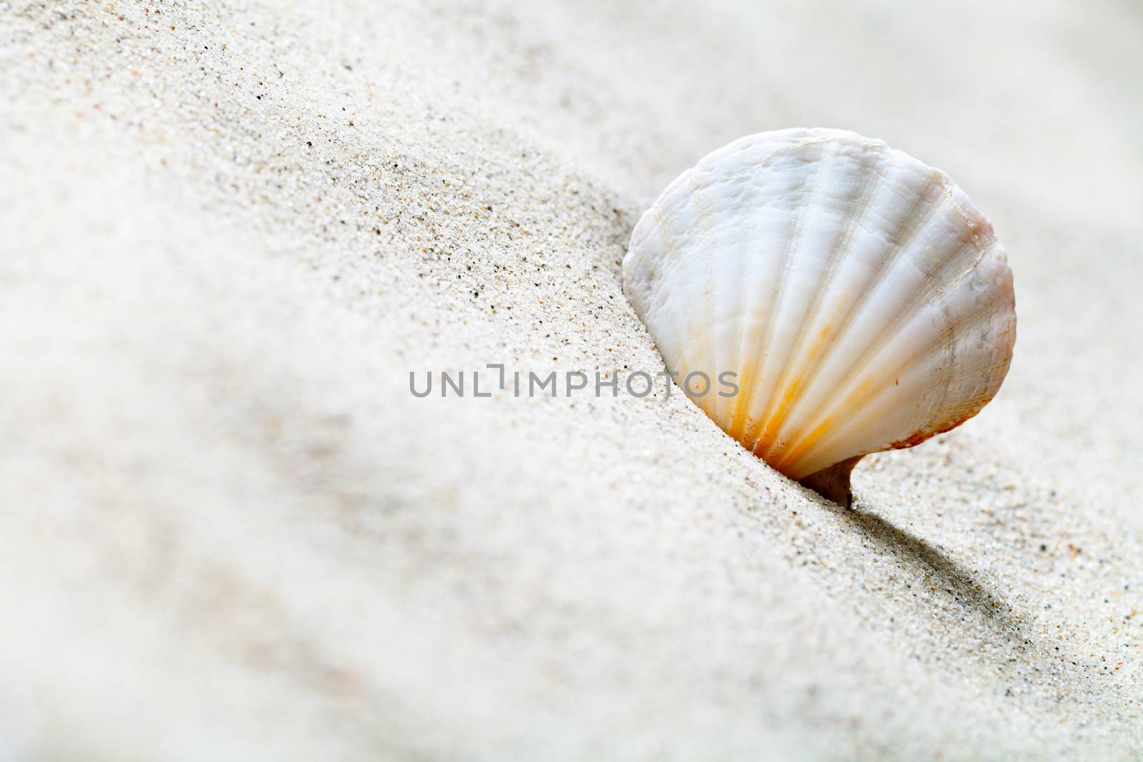 Shell on sandy beach. Summer background with copy space. Macro shot