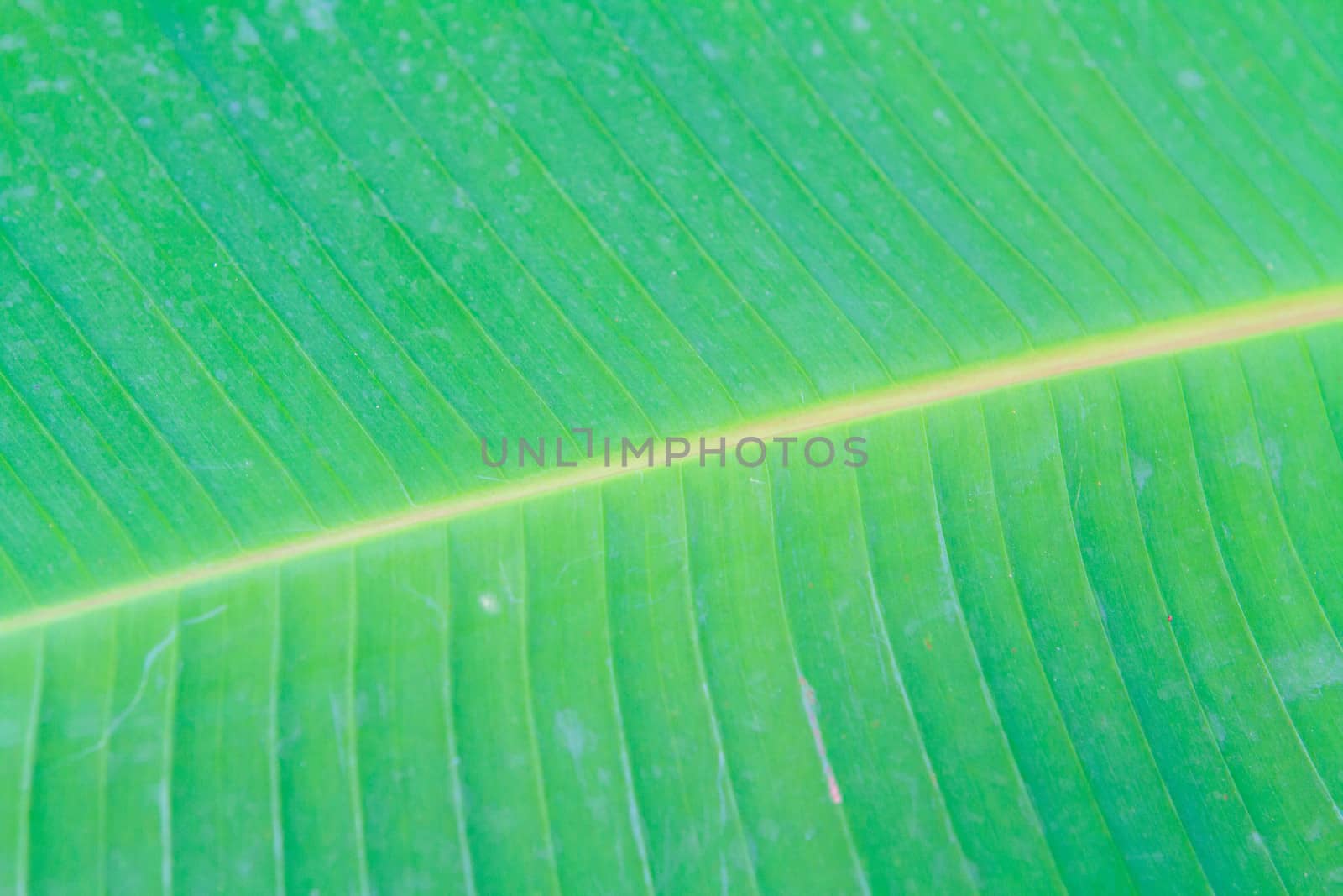 banana leaf close up by thanomphong