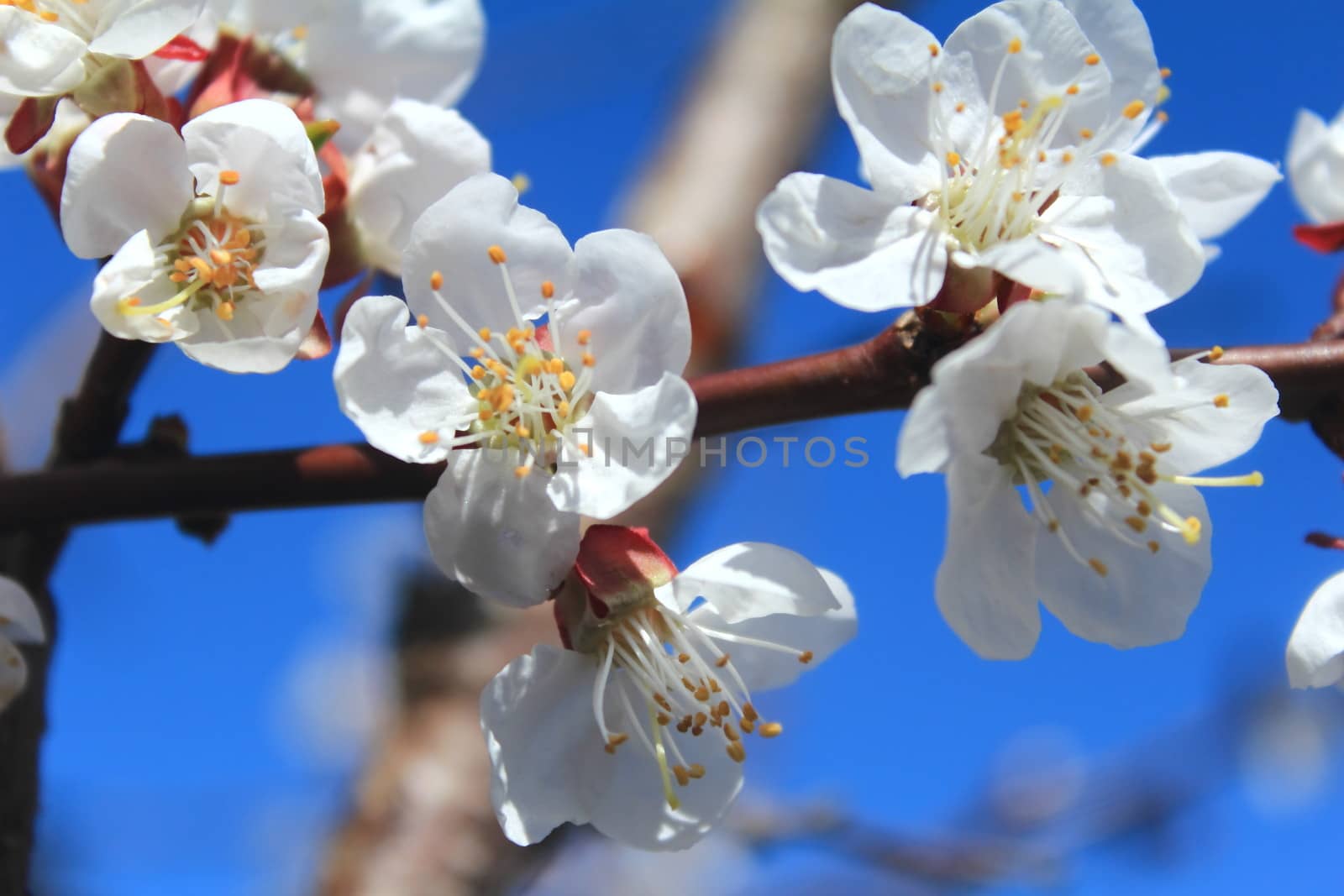 A branch of a blooming white apricot flowers on the background of blue sky.
