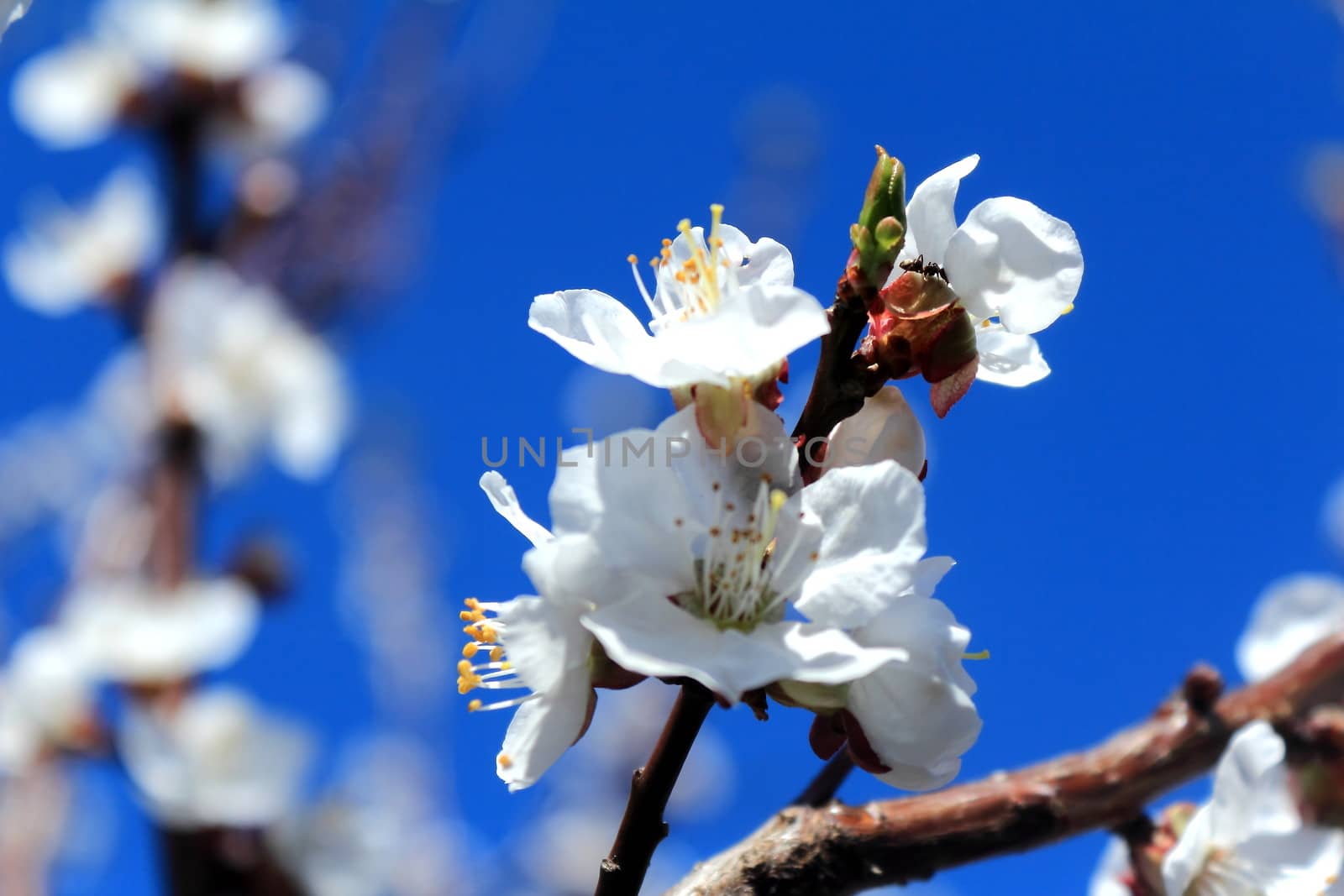 White apricot flowers on the background of blue sky by georgina198