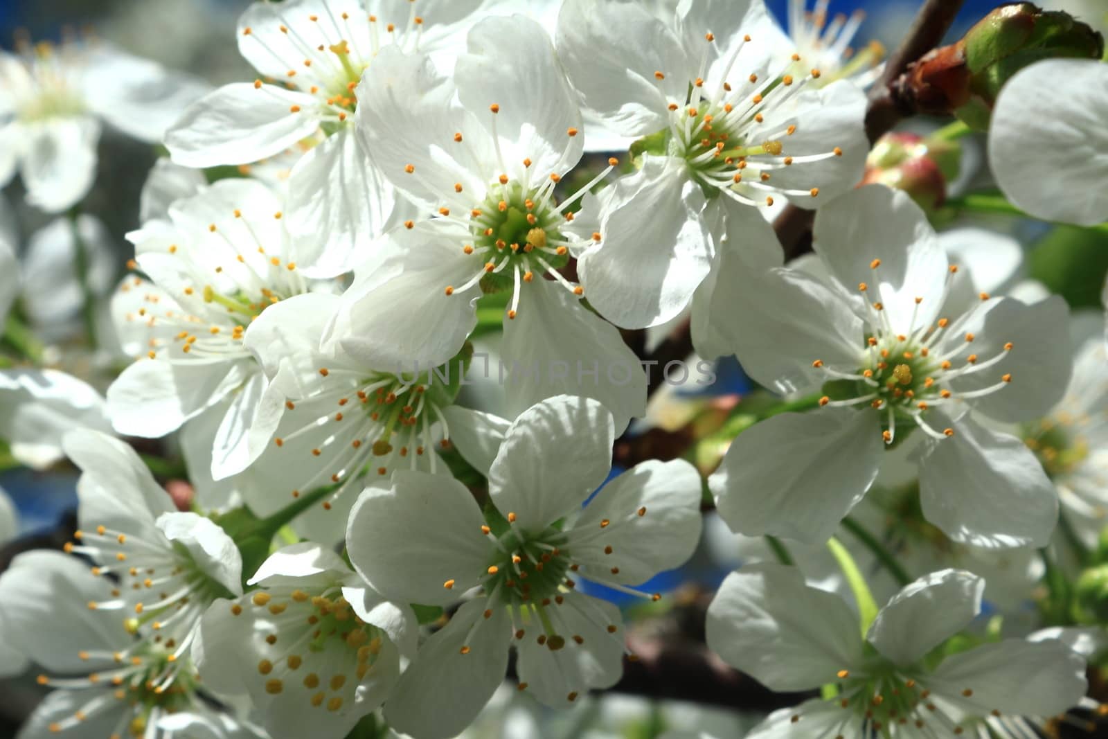 White flowers of cherry, photographed closeup ( background ) by georgina198