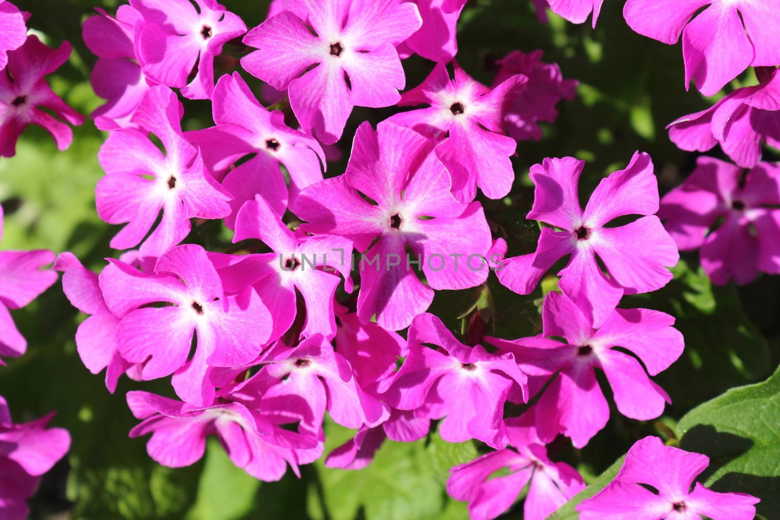 The pink flowers of a primrose shined with the sun, are photographed by a close up

