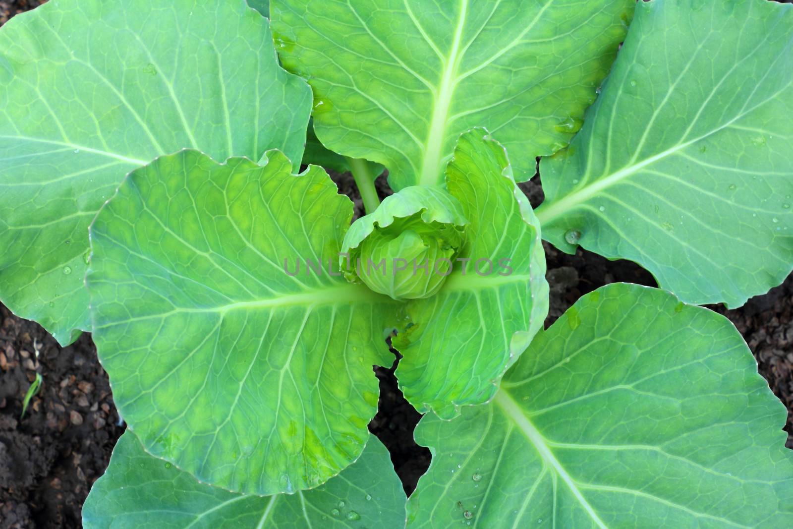 Growing in the garden green cabbage