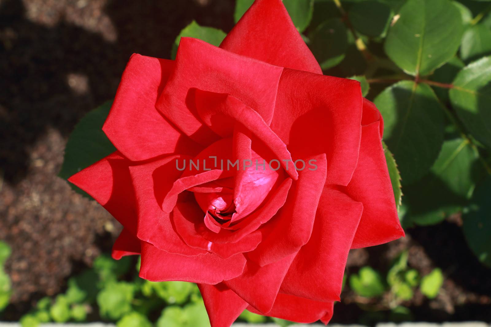 Scarlet flower tea-hybrid rose , blooming in the garden . Photographed close-up on the background of green leaves