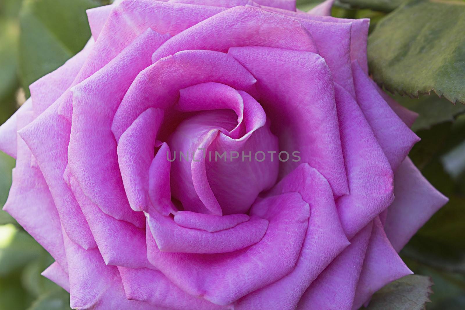 Hot pink flower tea-hybrid rose , blooming in the garden . Photographed close-up on the background of green leaves.

