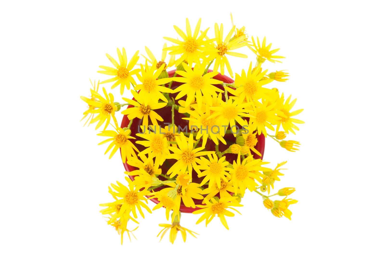 Yellow wild flowers isolated on white background close up.