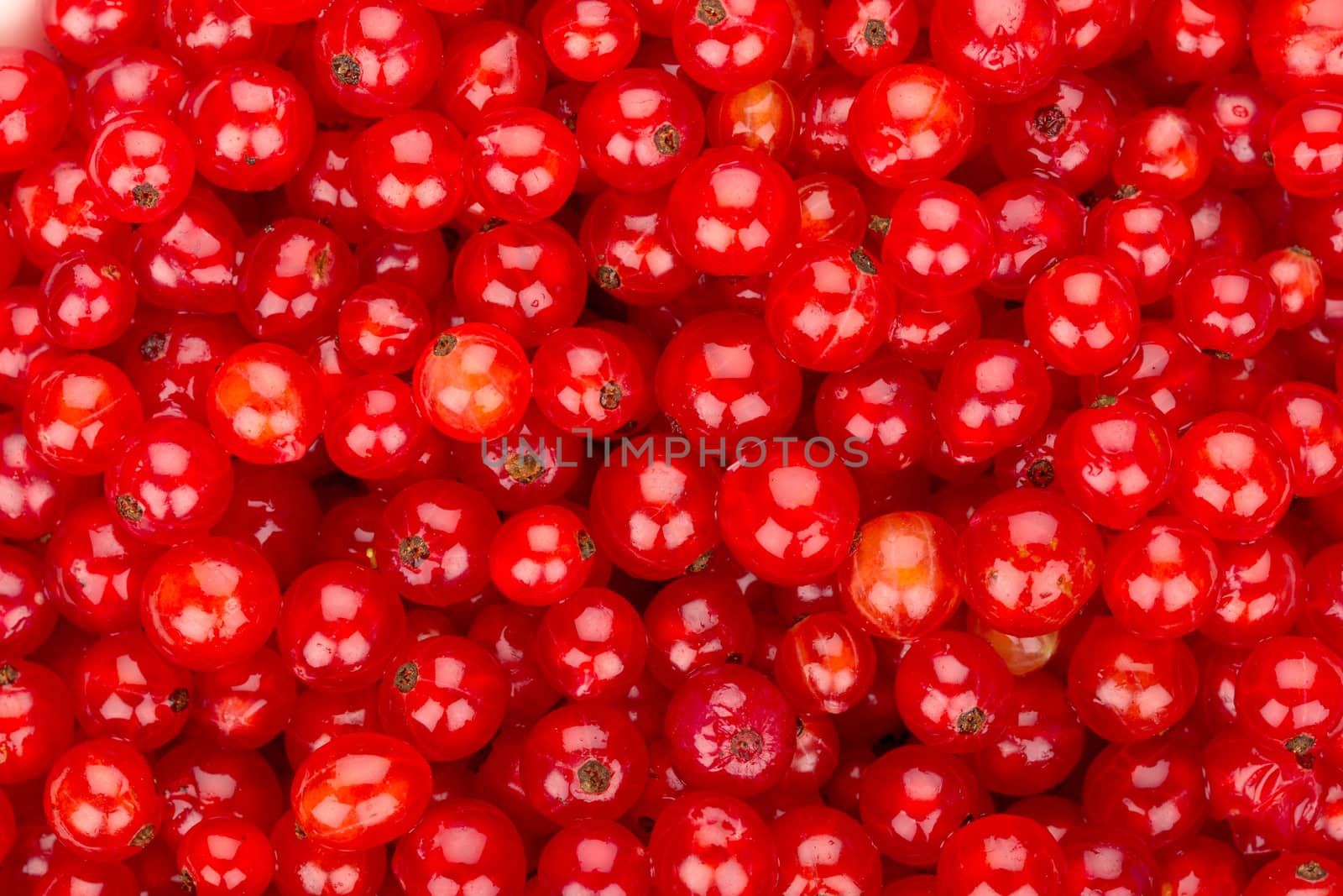 Red currant background. Close up of redcurrant fruits.