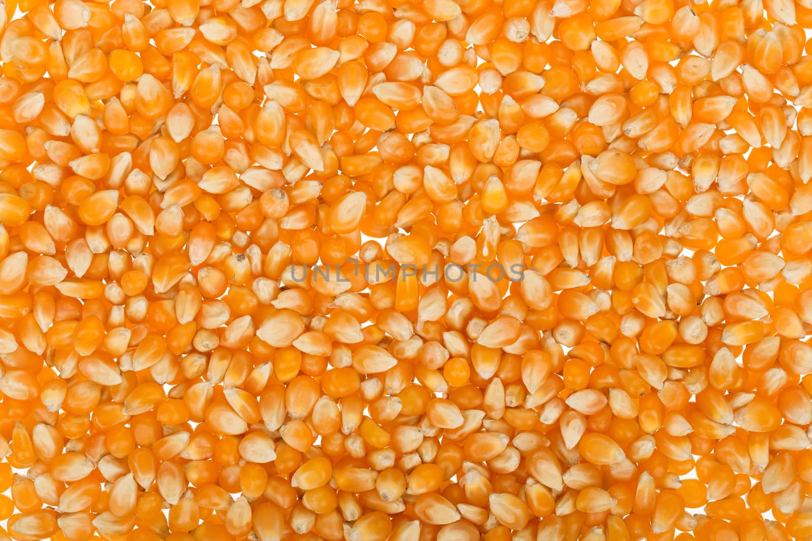 Yellow corn seed background. Close up of food grains.