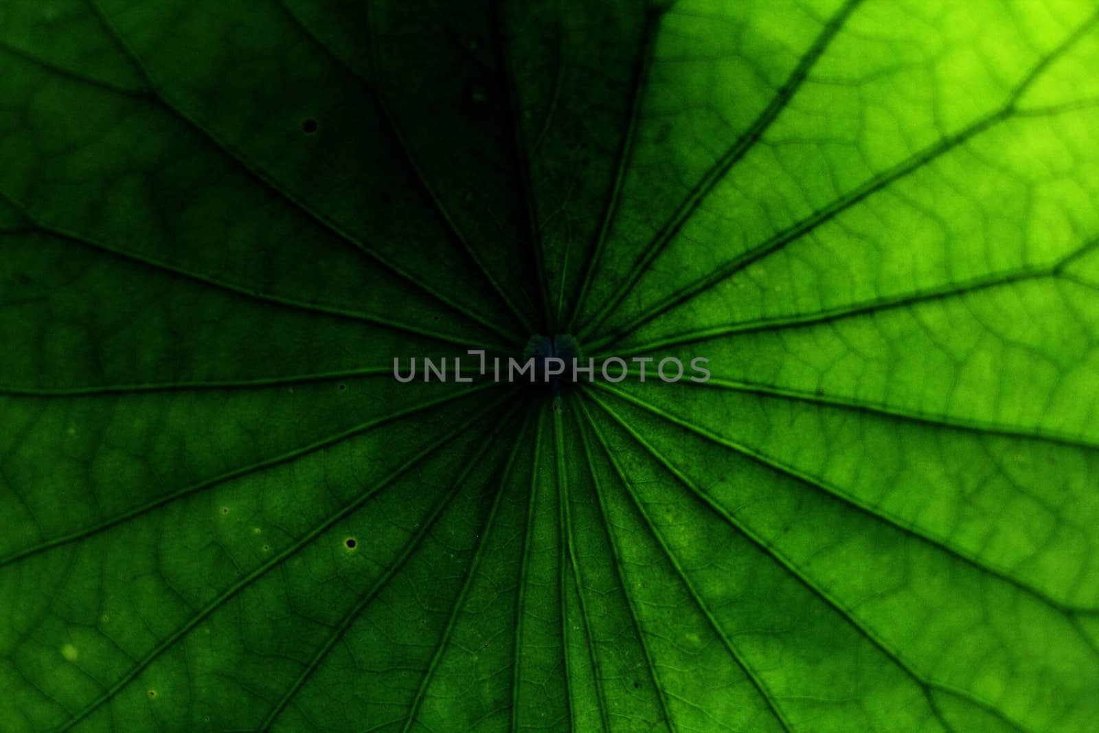 green leaf